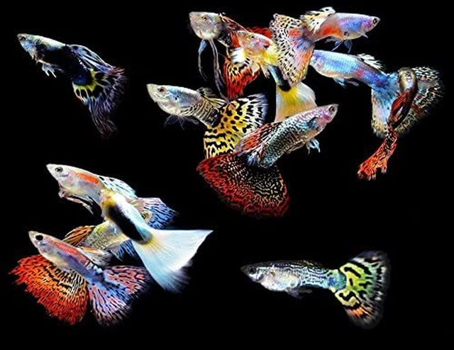 Live Freshwater Aquarium Fish - (5) 5-Pack of Mixed Color Male Guppies - 5 of Mi