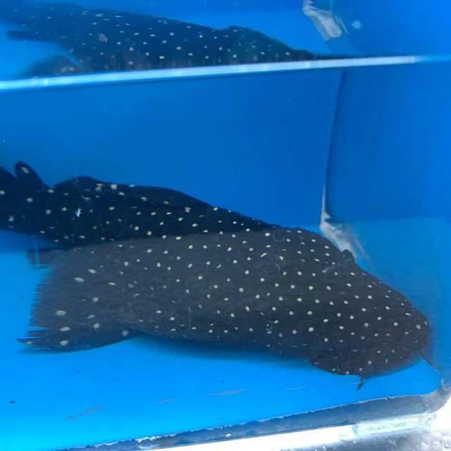 Vampire pleco 5-6” in length live tropical fish