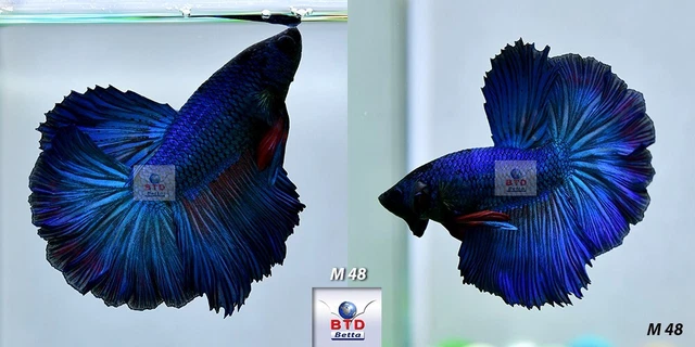 Live Betta Fish M48 Male Fancy Blue Red Ties HM Premium Grade from Thailand