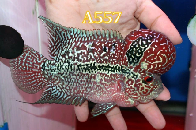 5" High Grade Super Red Dragon A557