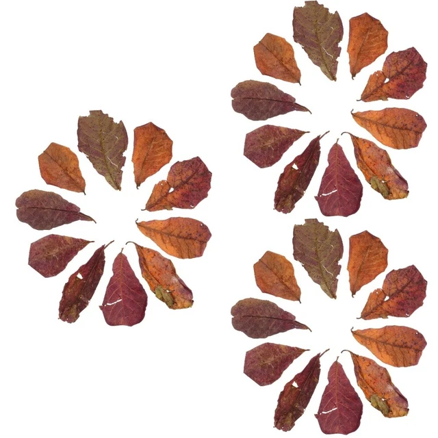 30 Pcs Grand Catappa Feuilles D'aquarium Décor De Plantes Aquarium Betta Régler