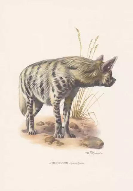Streifenhyäne Hyaena hyaena Farbdruck von 1959 Hyänen Zoologie
