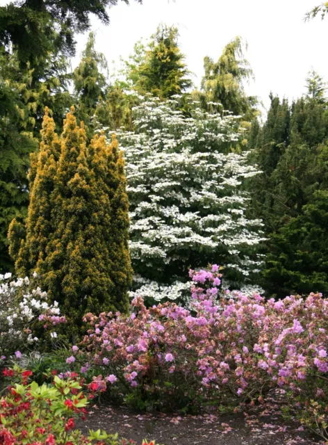 Viburnum plicatum 'Summer Snowflake' Japanischer Schneeball 30-40 cm im Co.