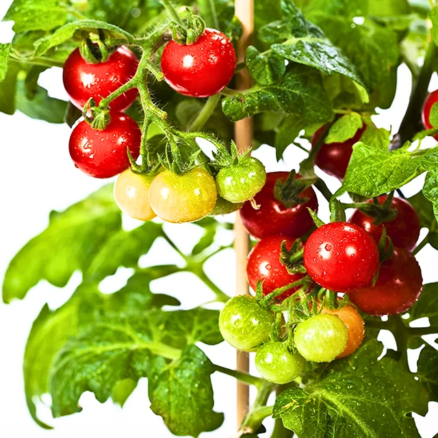 TINY TIM DWARF Cherry Tomato Seeds, Dwarf Tomato, NONGMO, Heirloom