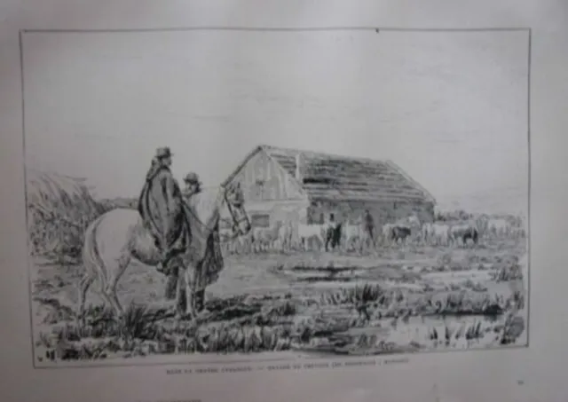 19th WOODCUT IN THE GREAT CAMARGUE HORSE PACK
