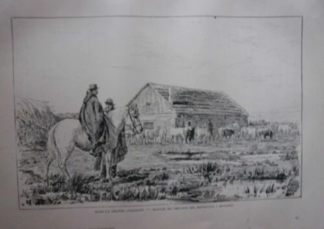 19th WOODCUT IN THE GREAT CAMARGUE HORSE PACK