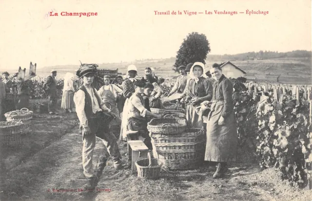 Cpa 51 La Champagne Travail De La Vigne Les Vendanges Pepluchage
