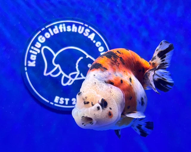Live Fancy Goldfish Calico Ranchu 3.5- 4 inches (1115_01_RC06)