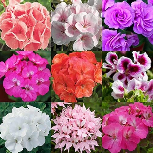 20 Pcs Mixed Geranium Flower Seeds Plant Perennial Bloom Flower Garden Home
