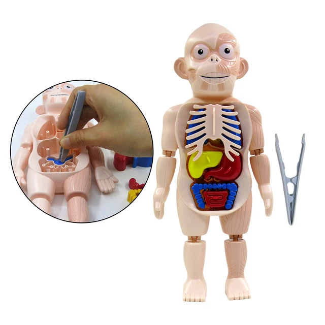REALISTIC 3D HUMAN Body Torso Anatomy Learning Assembled Toys Teaching ...