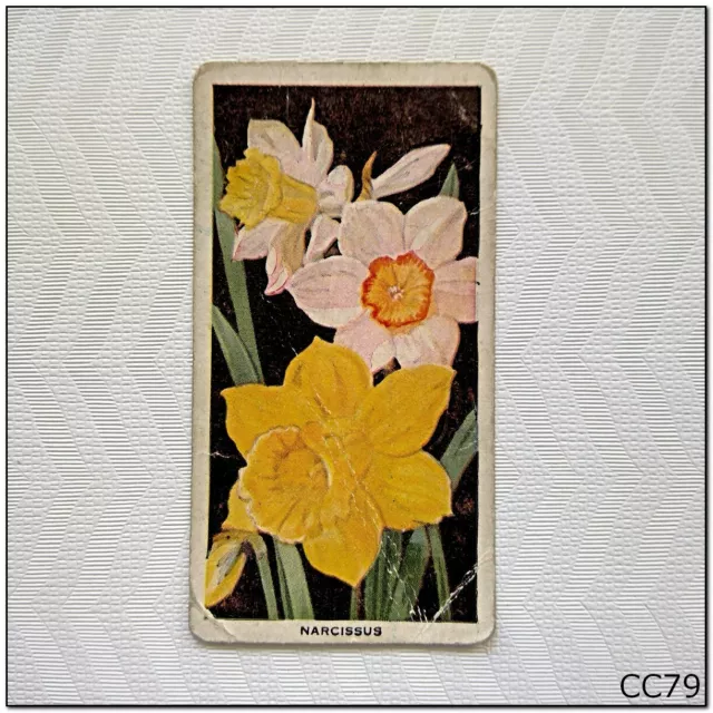 Carreras Cigarette Card Flowers #34 Narcissus (CC79)