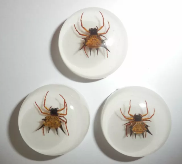 Insect Cabochon Spiny Spider Specimen Round 25 mm on White 10 pieces Lot 3