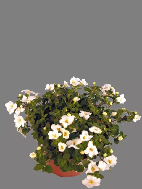 Schneeflockenblume "Inuc" weiß - Hängepflanzen für den sonnigen Standort