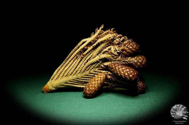Raphia farinifera tropical centroáfrica palmera reciente frutos secos especie