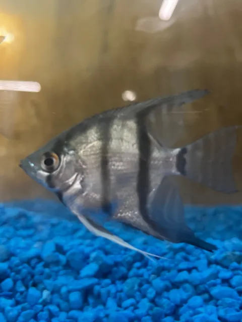 Silver Angelfish Half Dollar Size Live Fish