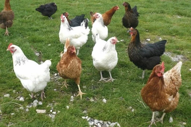 Land WANTED agricultural farm field amenity North Somerset South Gloucestershire