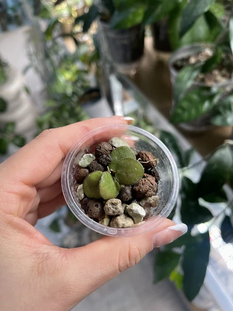 HOYA SP. KALIMANTAN mini (aka mini coin) lightly rooted🌿 £28.00