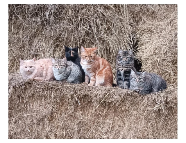 8x10 Cat Lovers Photo Print On 8.5" x 11"