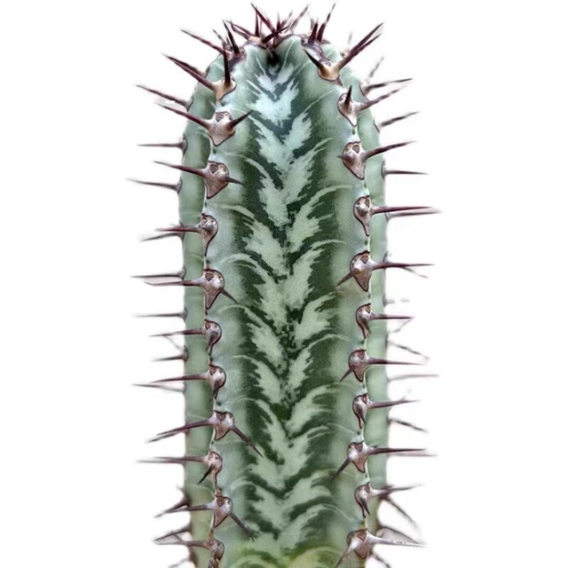 8-10CM Cactus Euphorbia Zebra Succulent Live Plant Home Garden Rare Pot