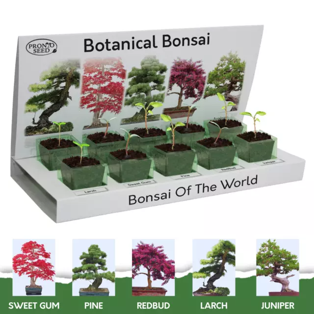 Bonsai Tree Seeds | Grow Your Own Bonsai Kit | Gardening Gifts For Men | Women