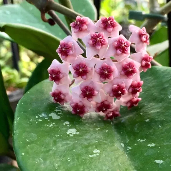 Hoya Obovata pianta giovane