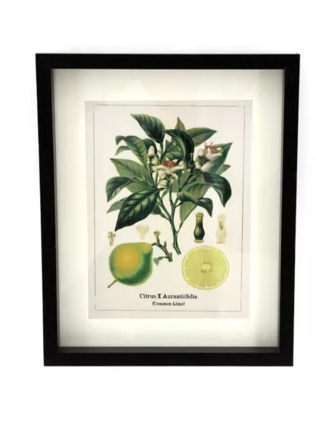 1x Botanical Fruit Picture Frame, Wall Art, Hanging Framed Fruit Gallery Wall