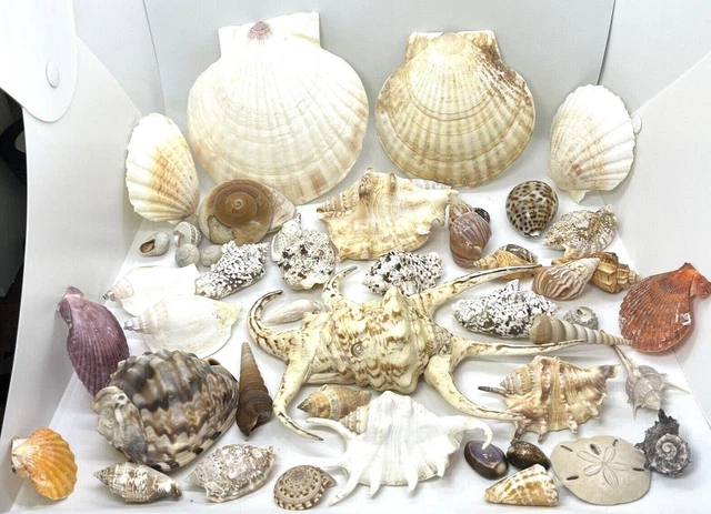 40+ Natural Sea Shell Lot Scallop Conch Crown Snail Murex Helmet Cowrie Lambis