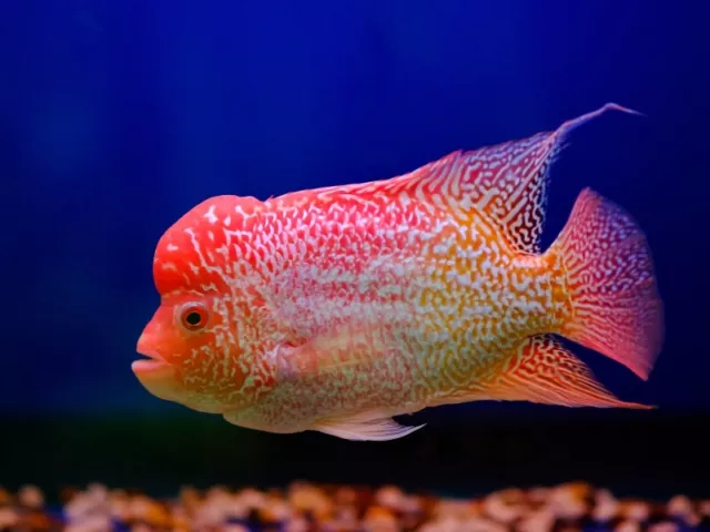 +*SALE* Flowerhorn Cichlid Gold base