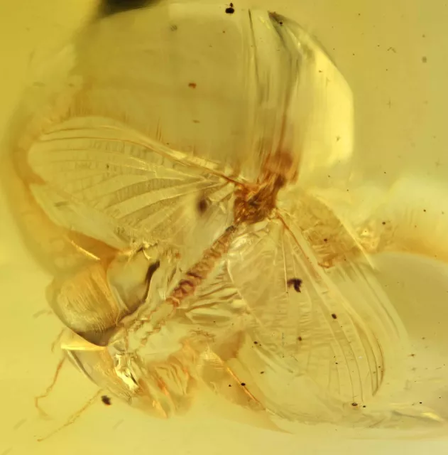 Unusual spread wings insect, Fossil Inclusion in Dominican Amber
