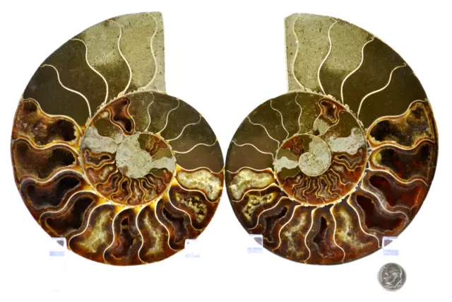 Cut Split Pair Ammonite Deep Crystal Cavity XXLARGE 6.3" Fossil 160mm e3655pp