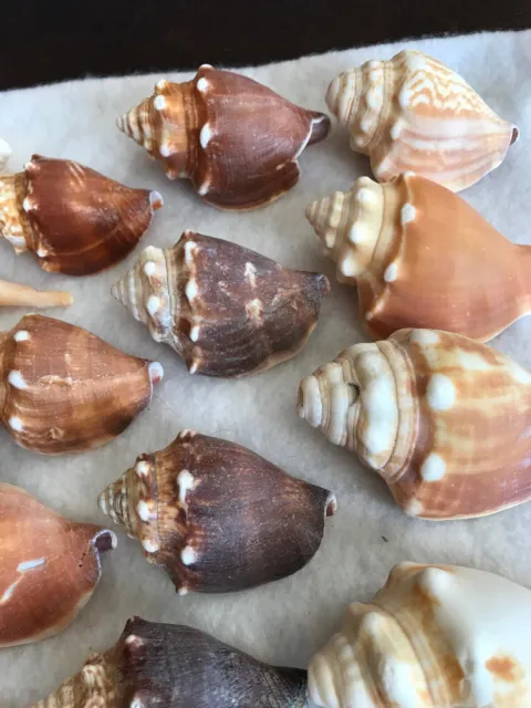 Seashells Sea Shells Marine Saltwater Crab Snail 20 Pieces