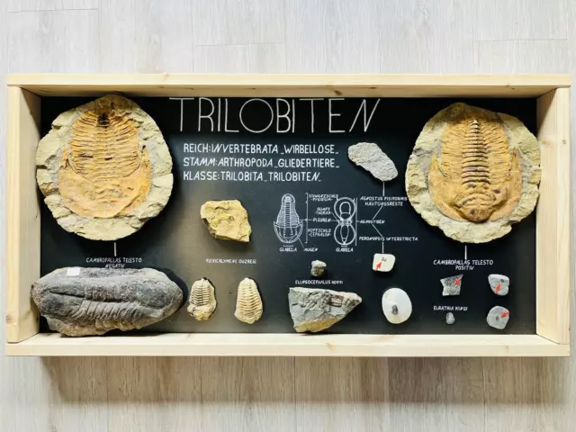 Trilobiten - Mega Schaukasten Museum - Biggest Trilobit World ***Top