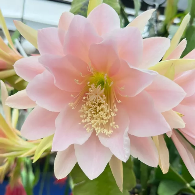 Epiphyllum 'ROYAL HAWAIIAN'  (ROOTED Cutting) - ESA Registered