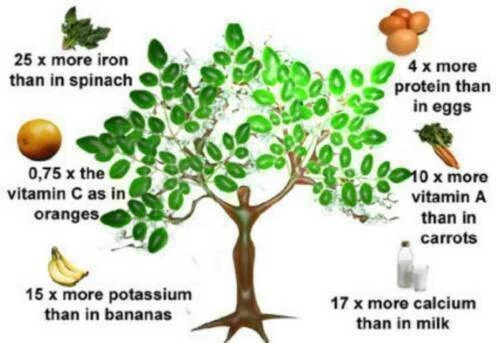 Graines De Moringa Oleifera - Lot De 1500 Graines - Origine Madagascar Garantie - Neuf