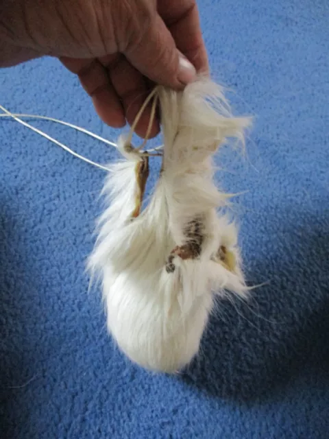 trophy whitetail deer scrotum real Ball bag oddity nutsack gag gift art rare P1