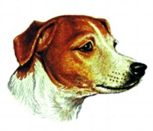 Embroidered Long-Sleeved T-Shirt - Jack Russell Terrier BT2360  Sizes S - XXL