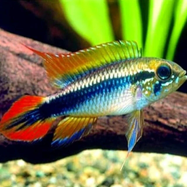 Apistogramma Agassizi Double Red Breeding Pair— Captive Bred Dwarf Cichlids!