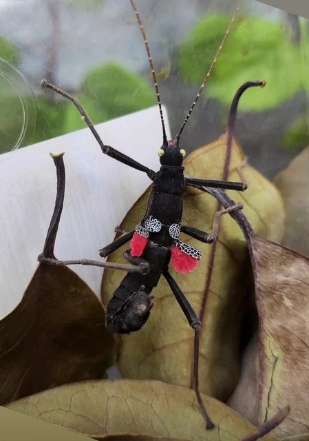 20 Huevos de insecto Corteza peruphasma schultei
