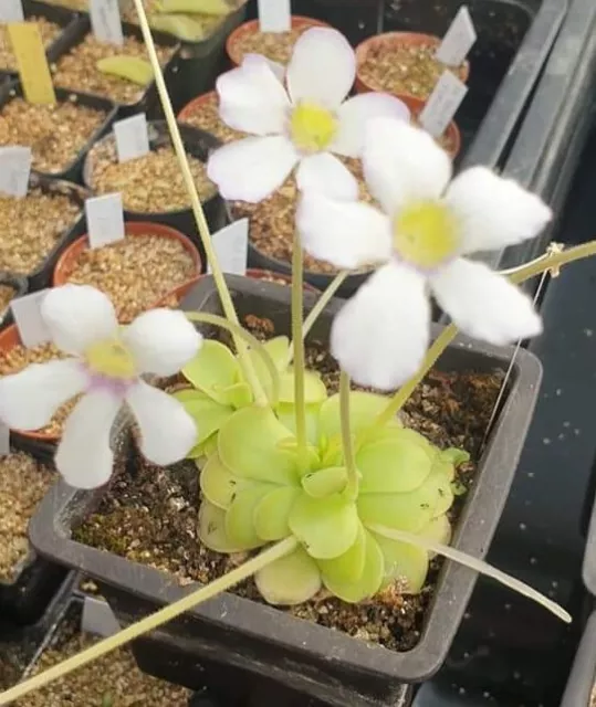 Mexican Pinguicula, different species: laxifolia, moctezume, ibarrae, laueana...