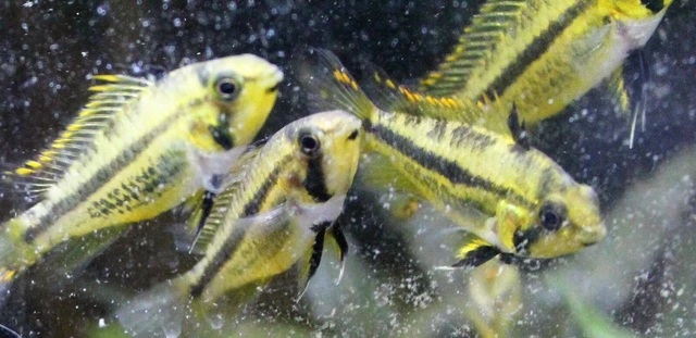 Female Apistogramma Cacatuoides Triple Red Dwarf Cichlid (~1") Live Fish