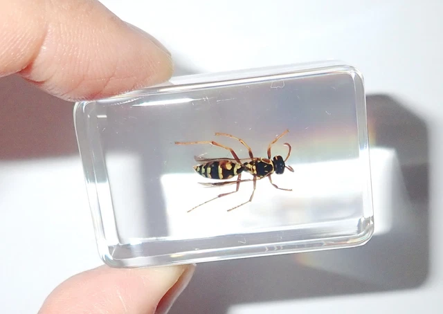 Red Wasp Vespula rufa in Clear Paperweight Education Insect Specimen