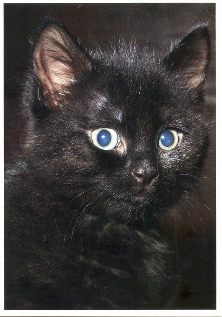 Cpsm / Carte Postale / Chat / Cat / Illustrateur // Constant Van Neer