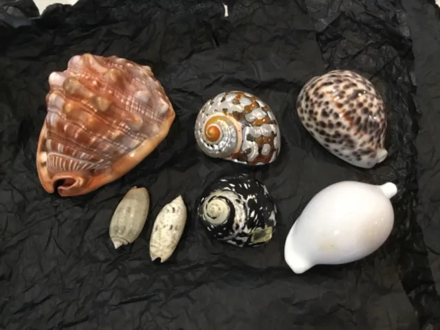 7 x sea shells - in excellent condition, selling together - from New Caledonia