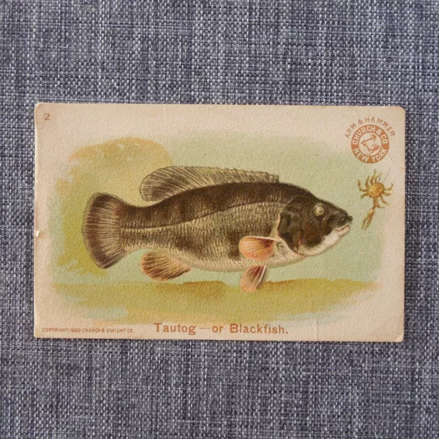 BLACKFISH #2 Arm & Hammer FISH SERIES Church & Co Vintage 1900 Trading Card