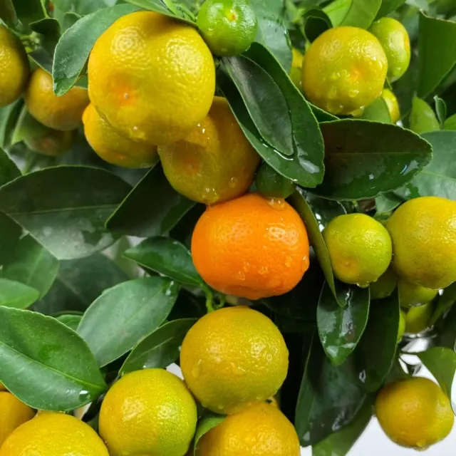 Mandarin lemon orange Seeds tree garden plant 50+seeds FREE SHIPPING