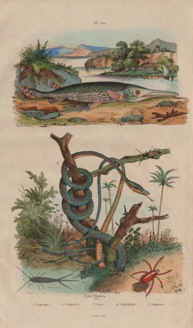 Lepisma (silverfish). Lepisosteus (Gar fish). Red velvet mite. Parrot snake 1833