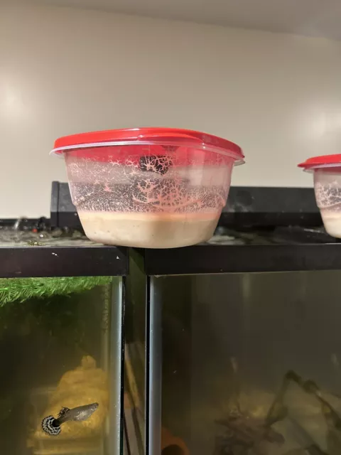 Micro worm Starter culture ready to feed! LIVE FOOD betta, ram Killfish and more 3