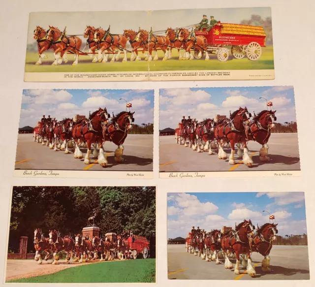 Budweiser Anheuser-Busch Clydesdale 8 Horse Team Lot Of 5 Vintage Postcards