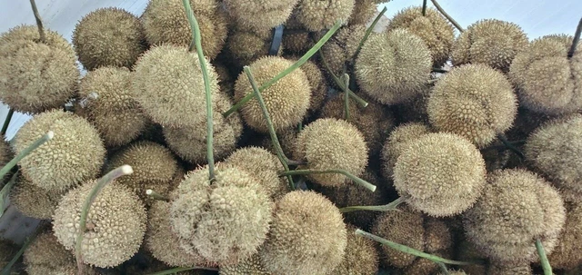 Seed Pods Heads 2021 Arizona Sycamore Tree Crafts Coronas Decoración 1,5" Diapositiva Lote 25 9