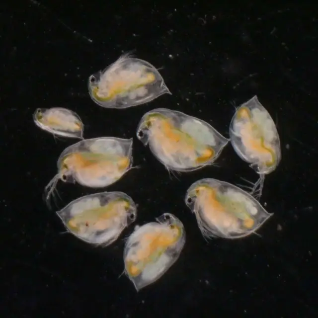 Daphnia Magna Eggs Excellent Live Food for Fish Betta Guppy Aquarium 1 Caps